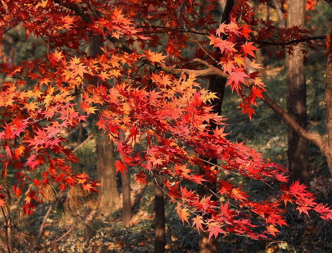 Acer palmatum seed